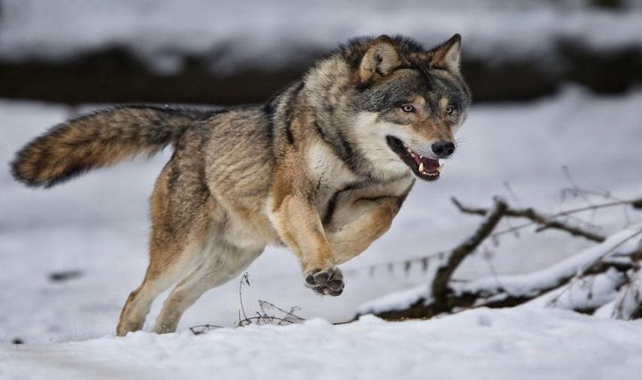الذئب في المنام  - تفسير الاحلام