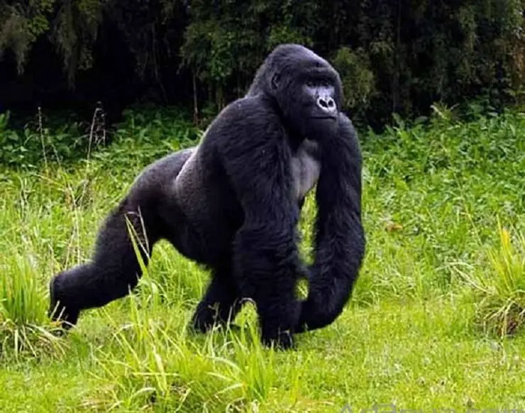 Fassarar mafarki game da gorilla