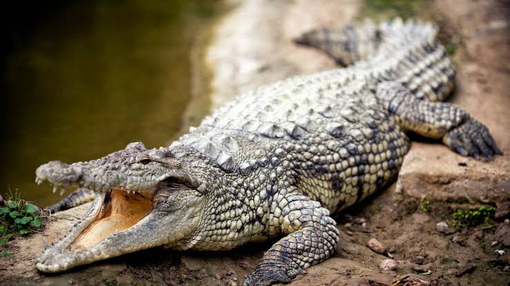 Att se en krokodil i en dröm för en gift kvinna