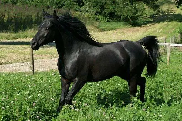  الحصان الأسود في الحلم