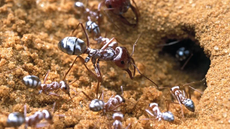 النمل على الفراش في المنام