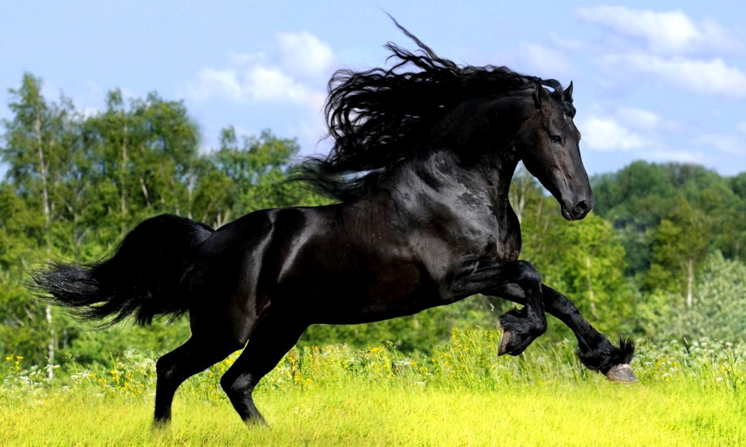 تفسير حلم الحصان الأسود
