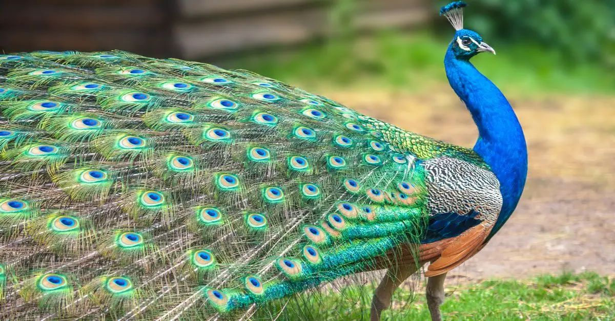 Dream of a peacock - ການ​ຕີ​ຄວາມ​ຝັນ​