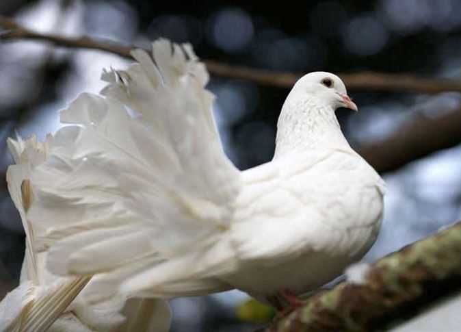 Толкување на сонот за бели птици