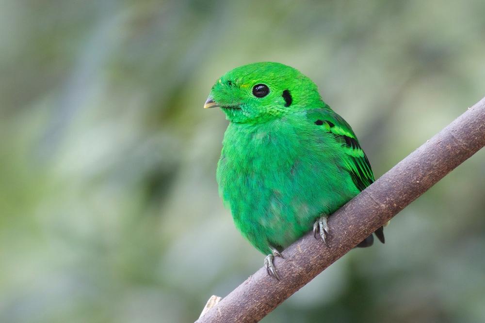 Толкување на сонот за зелена птица