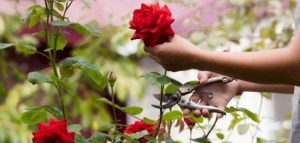 اعطاء الحي للميت ورد في المنام