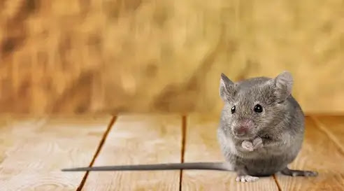  الفأر في المنام لابن سيرين - تفسير الاحلام