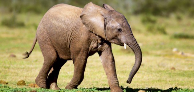 صغير الفيل - تفسير الاحلام