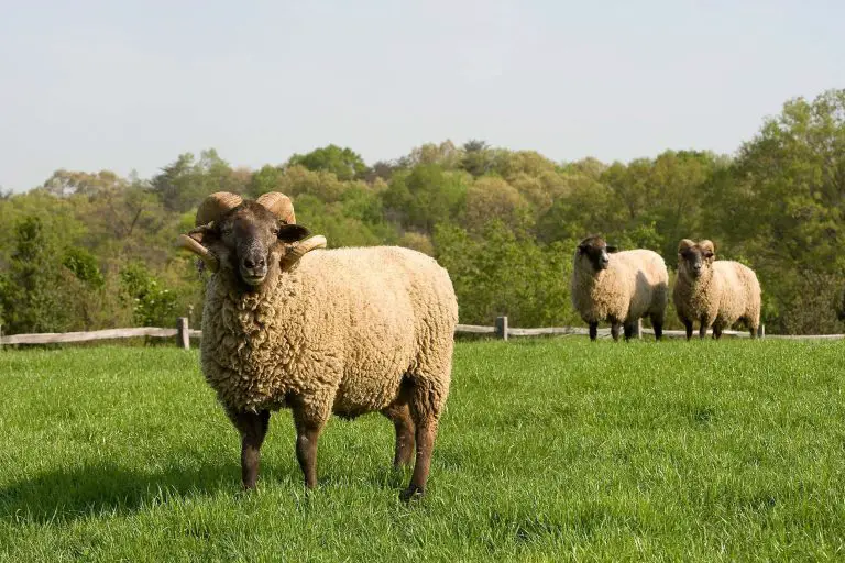 Ερμηνεία ενός ονείρου για ένα πρόβατο