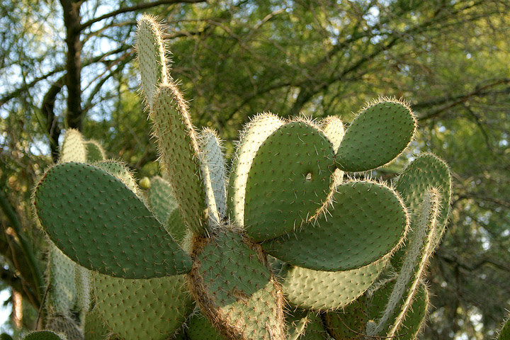 Cactus nan yon rèv