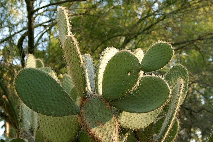 Cactus ninu ala