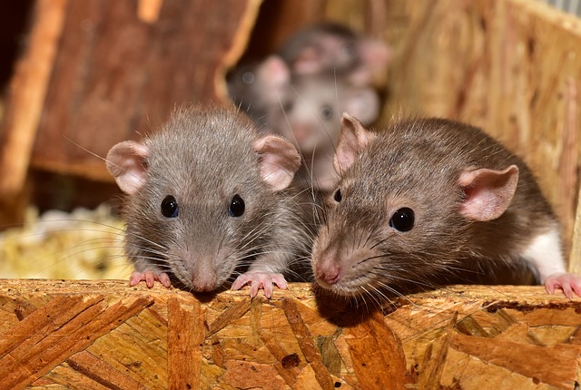 تفسير رؤيةالفئران في المنام للعزباء لابن سيرين - تفسير الاحلام