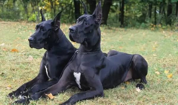 Gossos negres en un somni