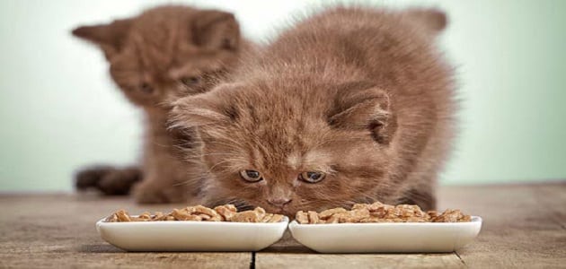 تعبیر خواب غذا دادن به گربه