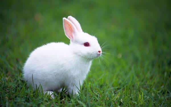 Interpretation eines Traums über ein weißes Kaninchen