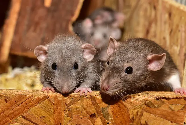 الفئران في المنام للعزباء