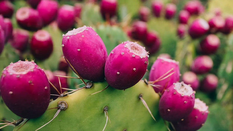 Aloe eller stikkende pære