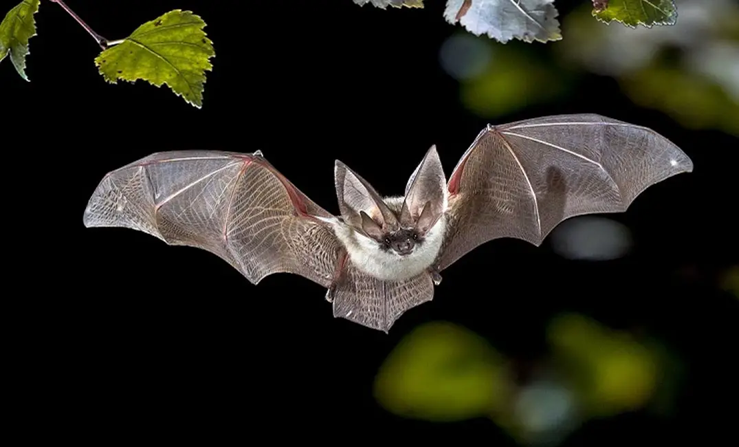 ಬಾವಲಿ ಕಚ್ಚುತ್ತದೆ