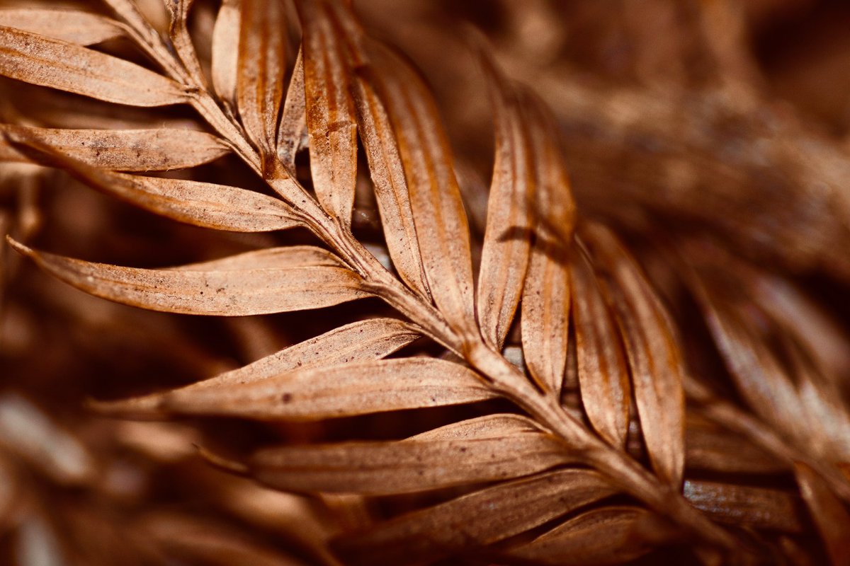 Interpretazione di un sognu di marrone