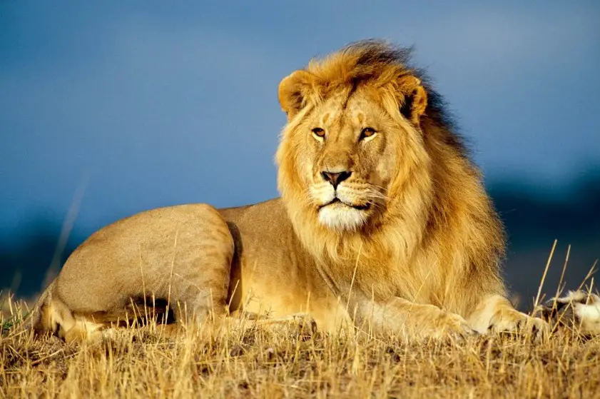 Ερμηνεία ενός ονείρου για ένα λιοντάρι