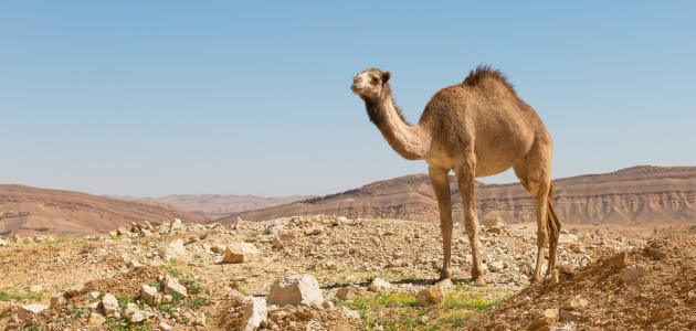 Толкување на сон со камила за самохрани жени