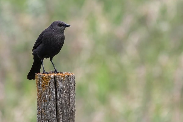 Black bird