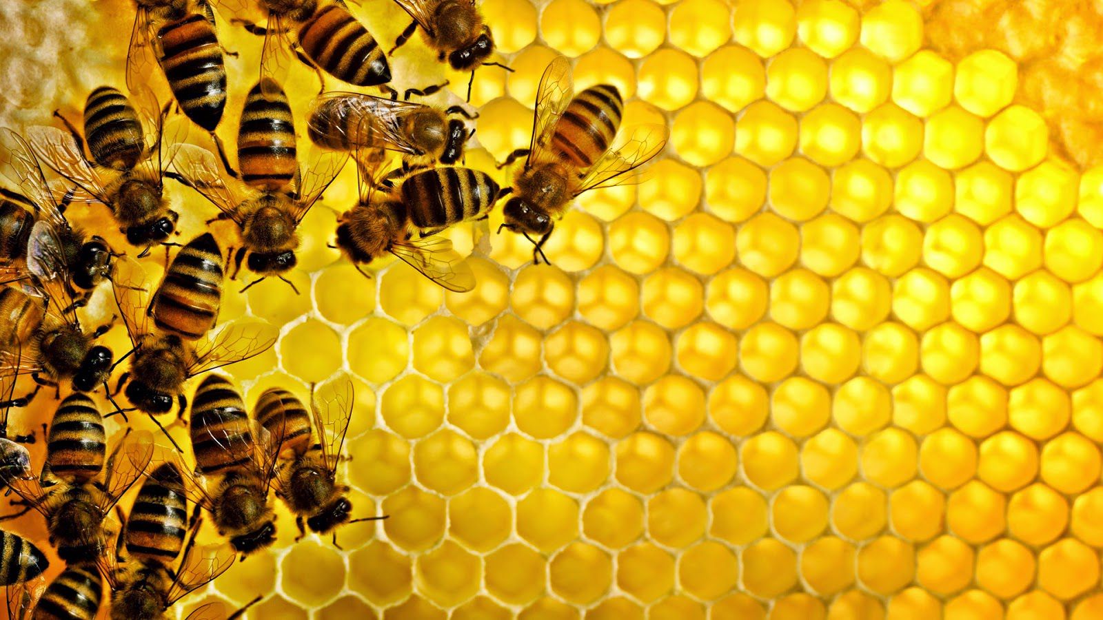 تفسير الاحلام لسعة النحل