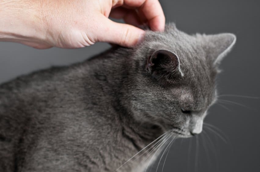 Petting u gattu