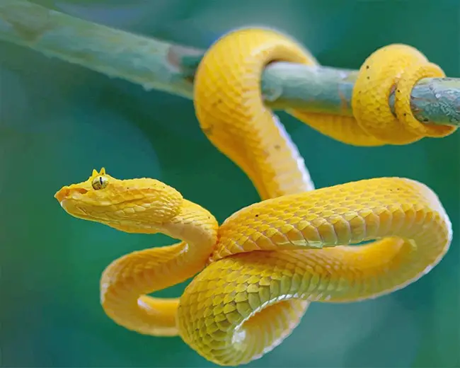 Dream of a yellow snake