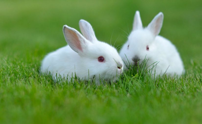 Rabbit in un sognu per una donna maritata