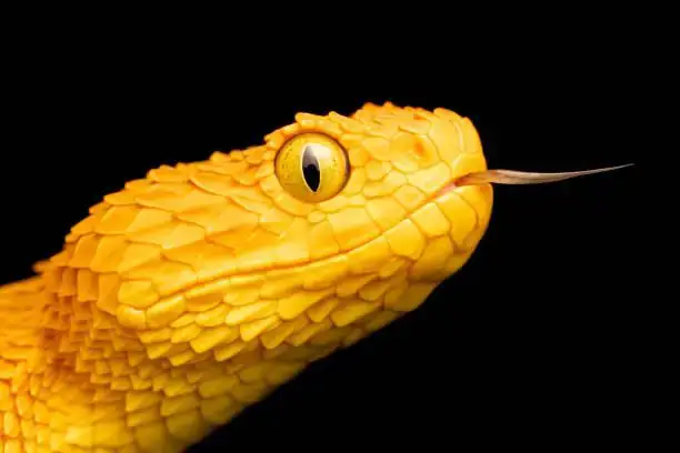 Serpente gialla
