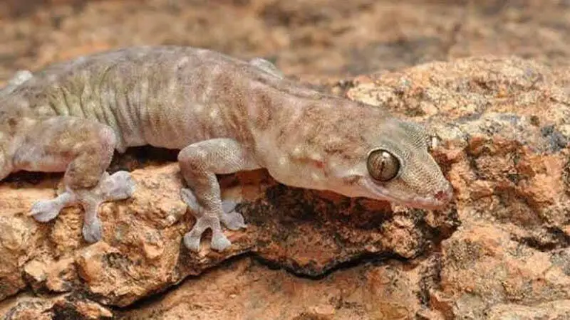 مطاردة الوزغ