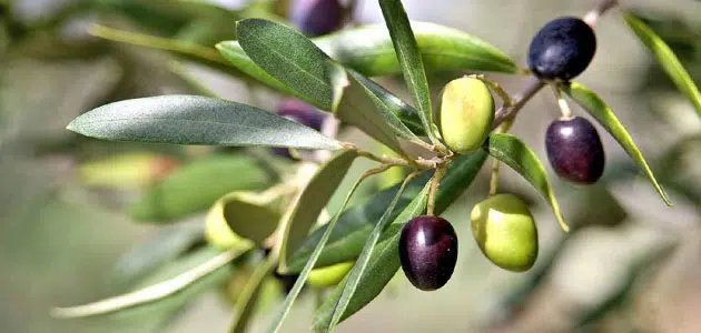 تفسير رؤيا الزيتون في المنام