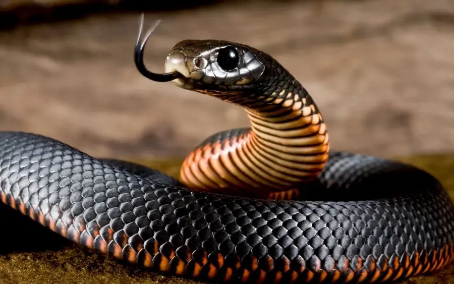 Sognu di una serpente