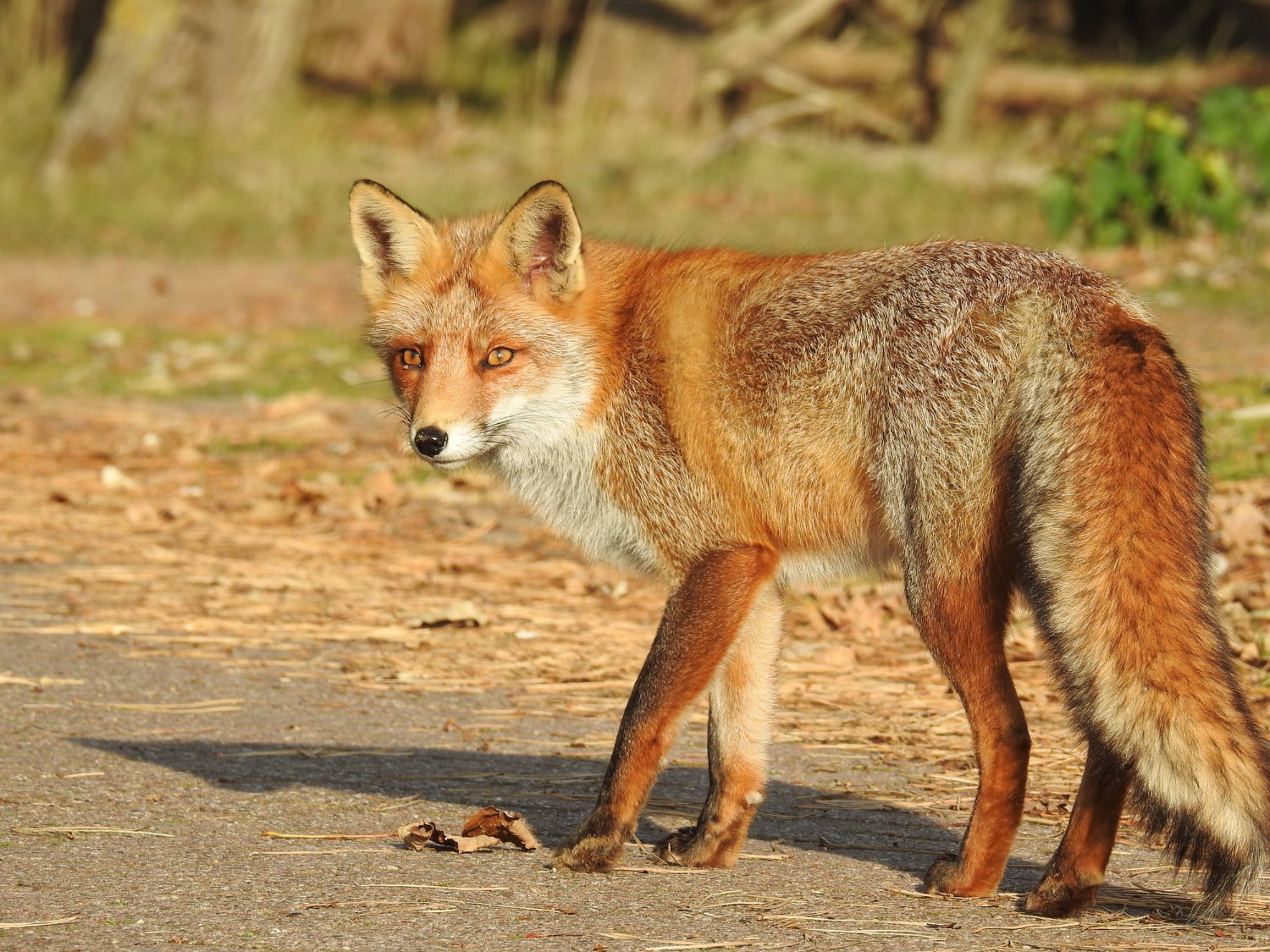 selective focus shot adorable red fox netherlands - تفسير الاحلام