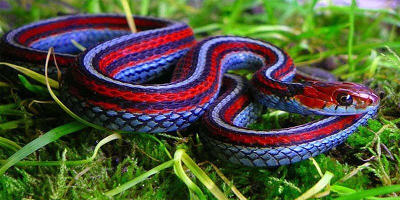 Interpretazione di un sognu nantu à una serpente viola