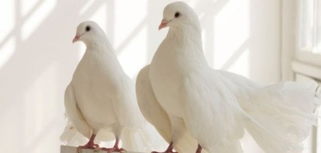 الحمام الأبيض