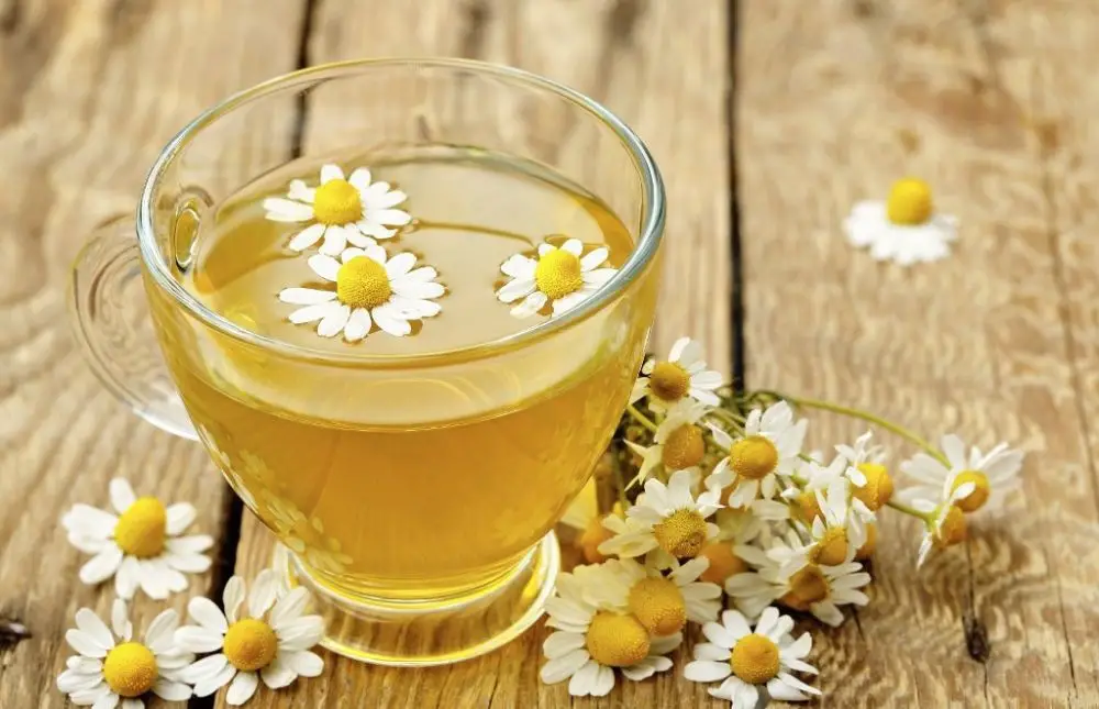 من جربت البابونج للالتهابات وأهم مزاياه