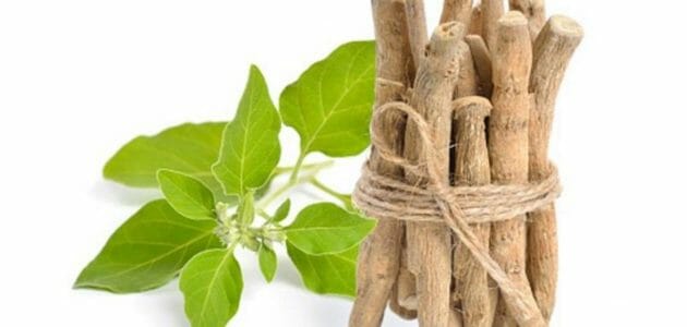 مين جربت الاشواجندا وما هي فوائد عشبة الاشواجندا؟