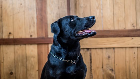 Siyah köpek