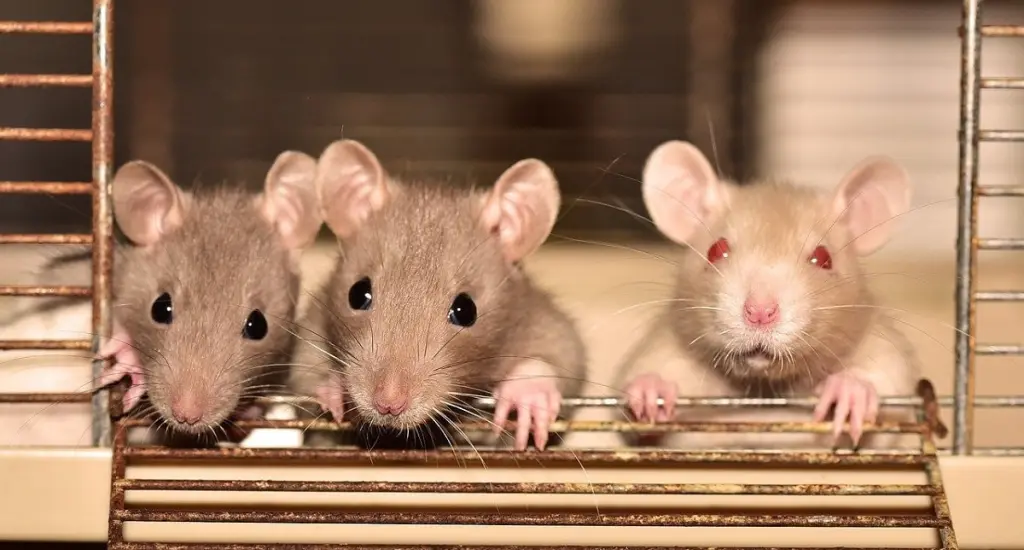  والفئران - تفسير الاحلام