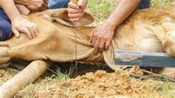 تفسير حلم ذبح العجل