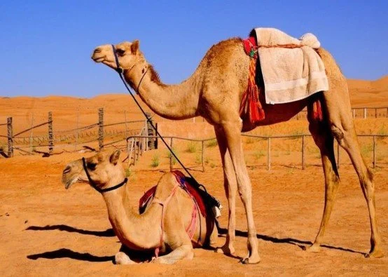 تفسير رؤية الجمل صغير