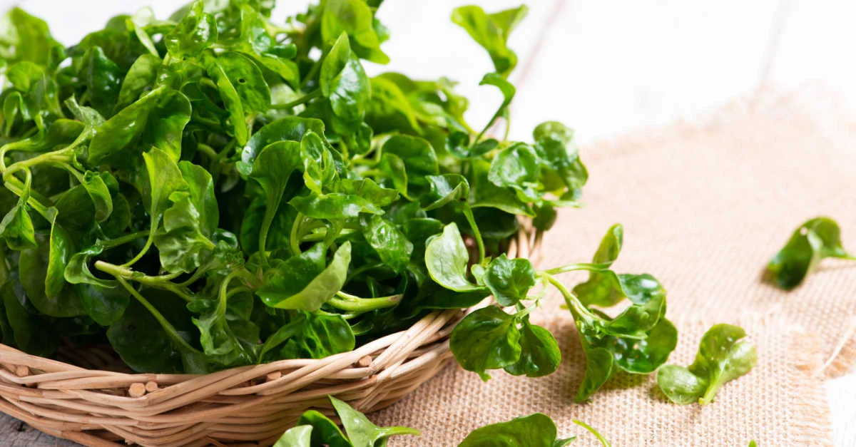 تفسير الجرجير في المنام