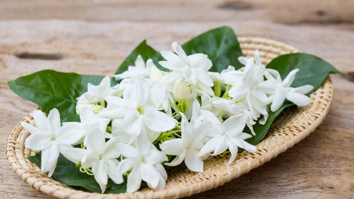 تفسير حلم الياسمين