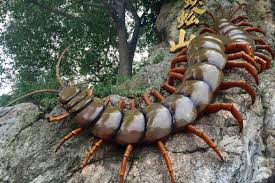 لدغة أم أربعة وأربعين في الحلم