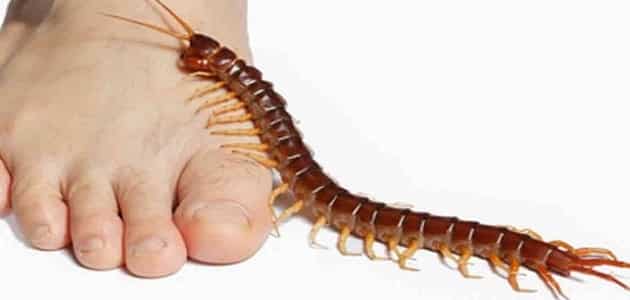 قتلت ام اربعه واربعين في الحلم