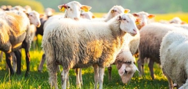 İbn Şirin'in rüyasındaki keçi