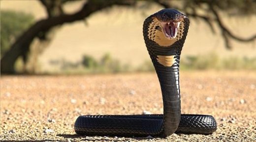 الكوبرا في المنام للعزباء