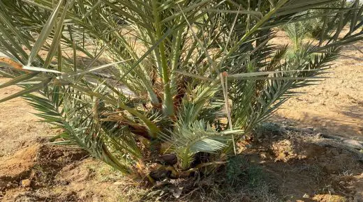 الفسيلة في المنام